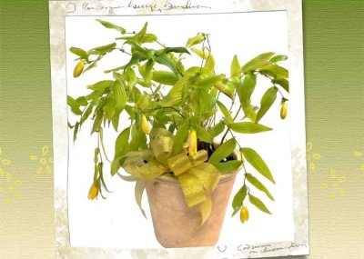 画像1: 上臈杜鵑草（ジョウロウホトトギス）の鉢植えギフト