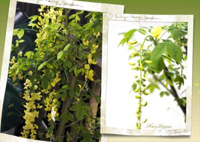画像1: 金鎖(キングサリ)の鉢植えギフト