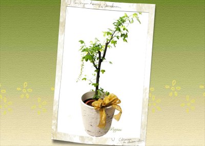 画像3: 金鎖(キングサリ)の鉢植えギフト