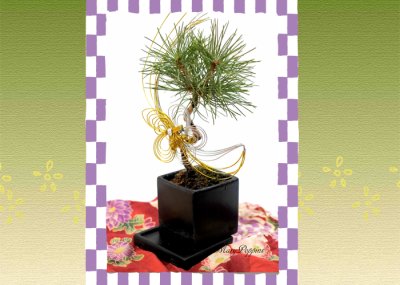 画像1: Bonsai-松