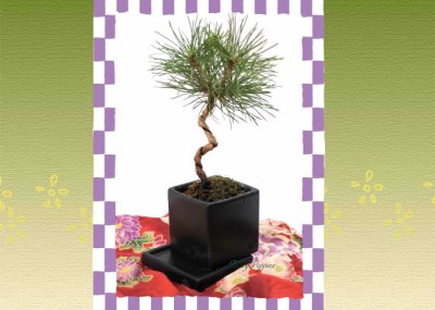 画像2: Bonsai-松