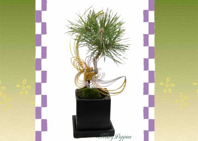 画像3: Bonsai-松