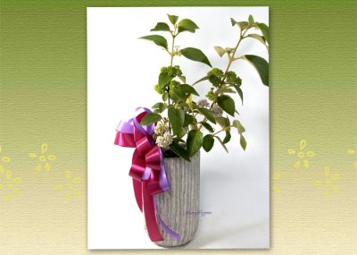 画像3: 紫式部の鉢植えギフト