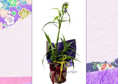 画像3: 紫露草（ムラサキツユクサ）の鉢植えギフト