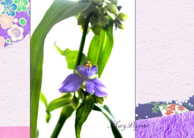 画像1: 紫露草（ムラサキツユクサ）の鉢植えギフト