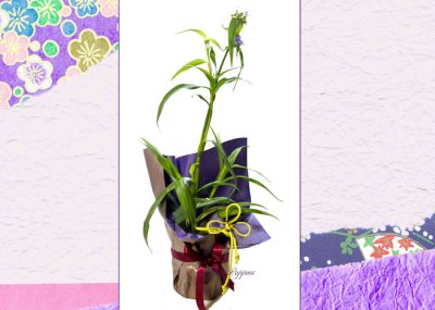 画像2: 紫露草（ムラサキツユクサ）の鉢植えギフト