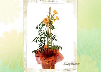 画像3: 凌霄花（ノウゼンカズラ）の鉢植えギフト