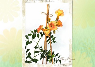 画像1: 凌霄花（ノウゼンカズラ）の鉢植えギフト