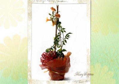 画像2: 凌霄花（ノウゼンカズラ）の鉢植えギフト
