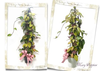 画像2: 桜蘭(サクララン)の鉢植えギフト