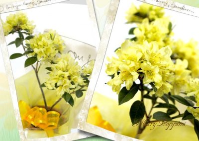 画像1: 石楠花（シャクナゲ）の鉢植えギフト