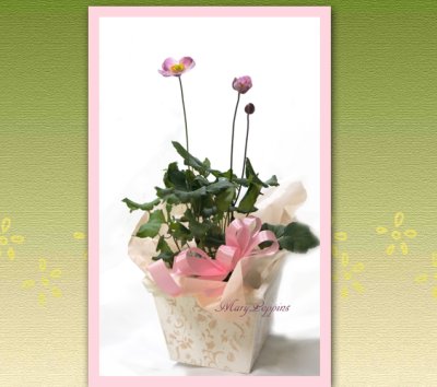 画像3: 秋明菊（シュウメイギク）の鉢植えギフト