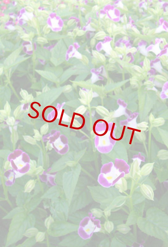 画像6: トレニアのバスケットギフト (6)