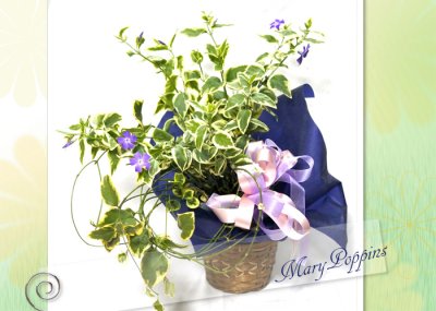 画像3: 蔓日々草（ツルニチニチソウ）の鉢植えギフト