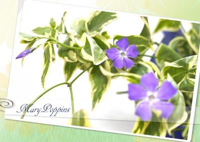 画像1: 蔓日々草（ツルニチニチソウ）の鉢植えギフト