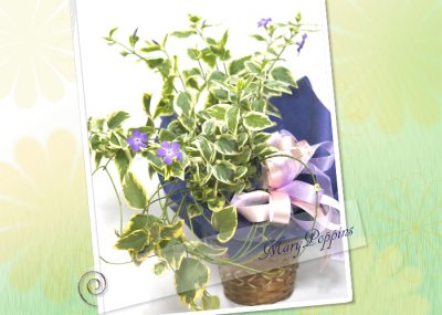 画像2: 蔓日々草（ツルニチニチソウ）の鉢植えギフト