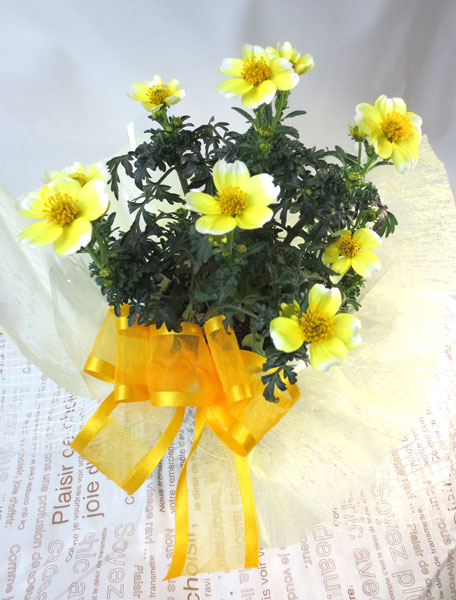 秋から冬のフラワーギフトにおすすめの 黄色のかわいいお花 ウインターコスモス の鉢植えです