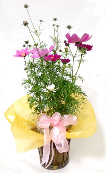 秋桜 コスモスの鉢植えギフト フラワーギフトmarypoppins 秋桜 コスモスの鉢植えギフト フラワーギフトmarypoppins