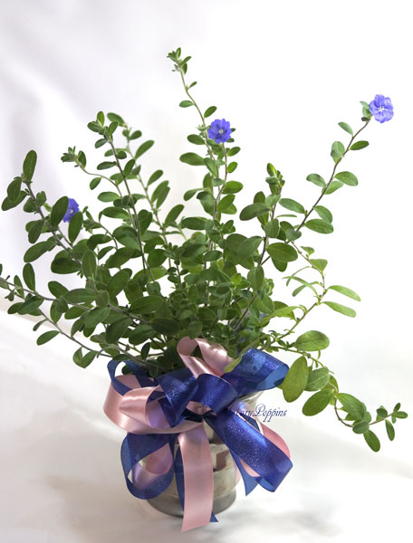 画像1: アメリカンブルーの鉢植えギフト (1)