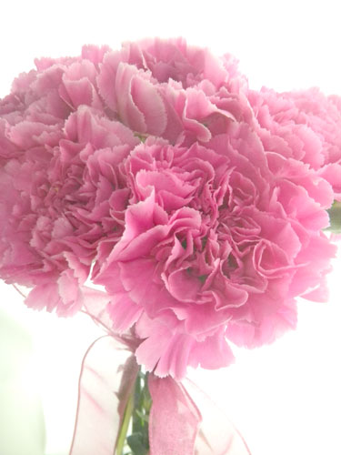 花瓶不要でそのままかざっていただける ビニールポット付きのカーネーションの花束です