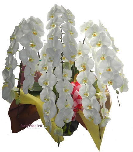 胡蝶蘭の鉢植えギフト。白、ピンク、３本立て、５本立て、１０本立て 