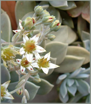 エケベリアの花