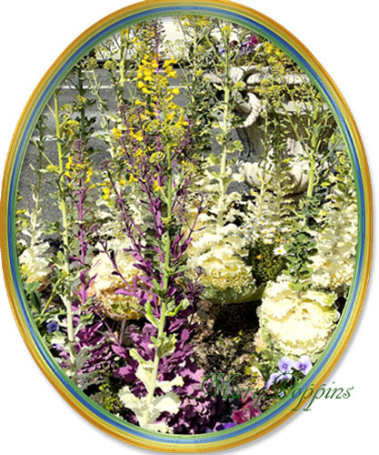 葉牡丹の花