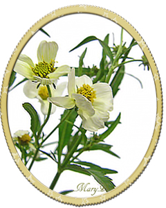 ウインターコスモス