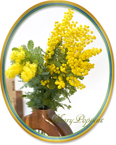 ミモザアカシアのギフトセット