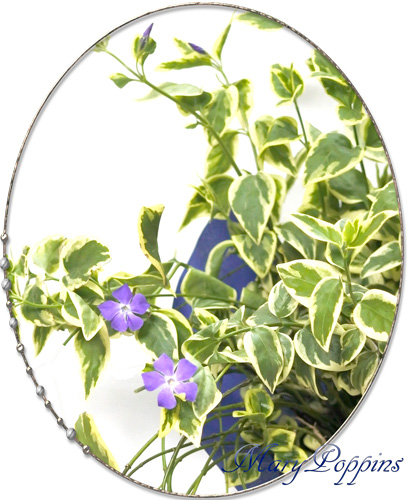 ツルニチニチソウの花