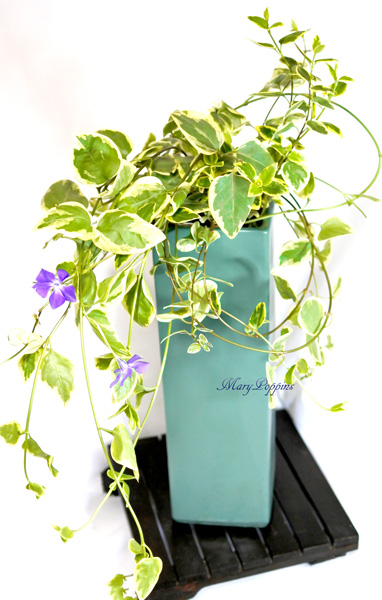 蔓日々草 ツルニチニチソウ の鉢植えギフト