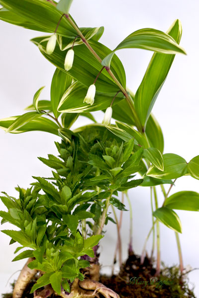 桔梗と鳴子百合の盆栽風鉢植えギフト フラワーギフトmarypoppins