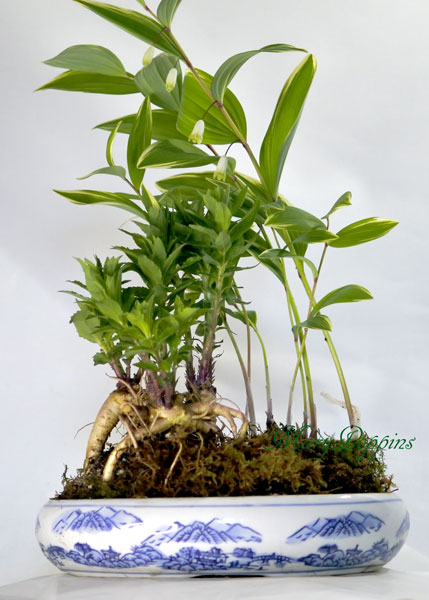 桔梗と鳴子百合の盆栽風鉢植えギフト フラワーギフトmarypoppins