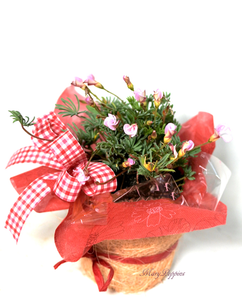 画像1: オキザリス-オータムピンクの鉢植えギフト (1)