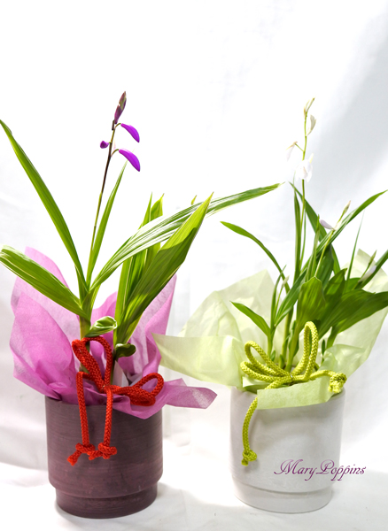 紫蘭（シラン）の鉢植えギフト
