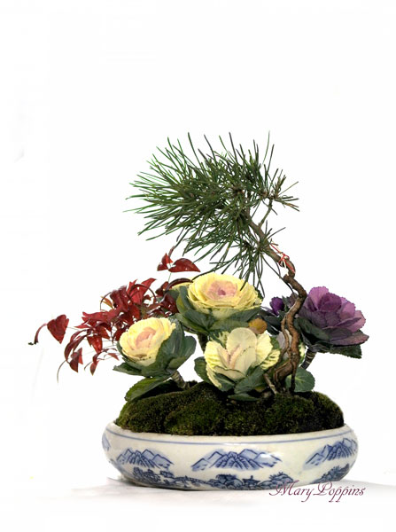 お正月の寄せ植えギフト
