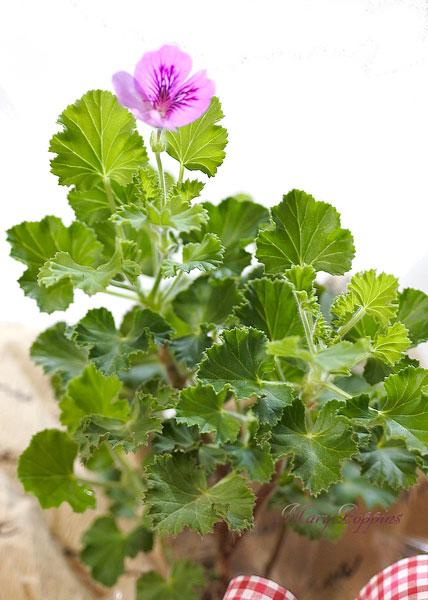 ゼラニウムの鉢植えギフト（センテッドゼラニウム）
