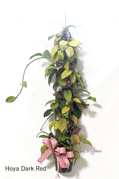 桜蘭（サクララン）・ホヤの鉢植えギフト｜フラワーギフト