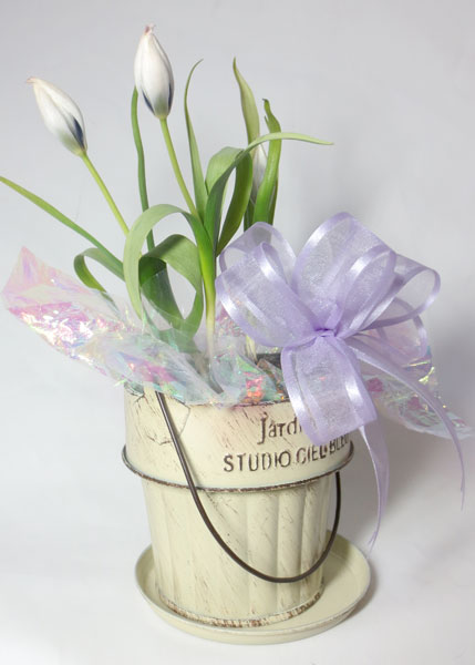 小さなチューリップの鉢植えギフト フラワーギフトmarypoppins